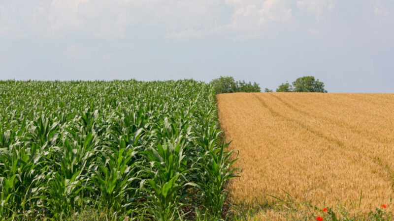All About Crop Rotation